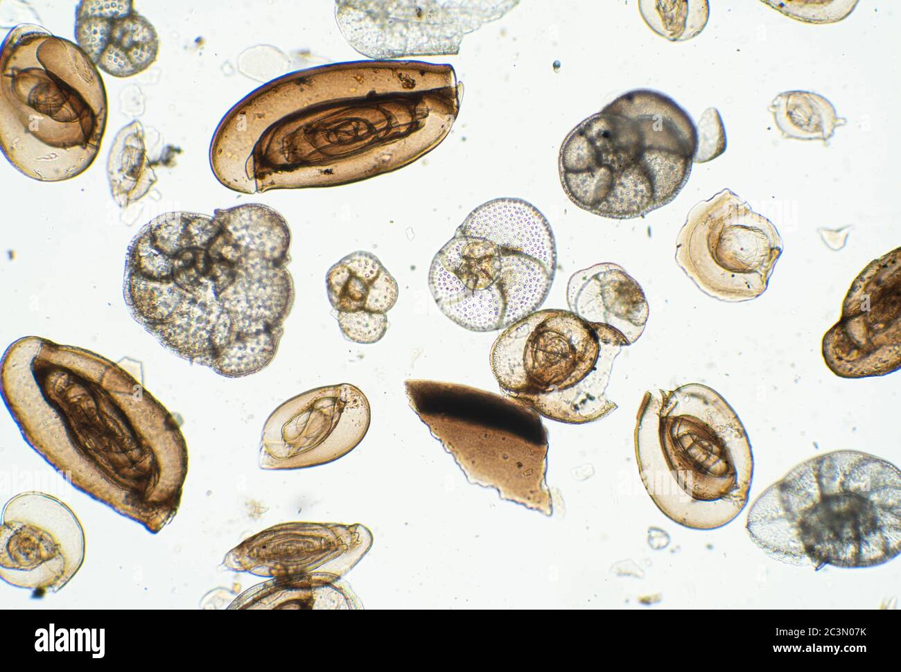 Foraminifera tests, amoeboid protists from Adriatic Sea, microscope view Stock Photo