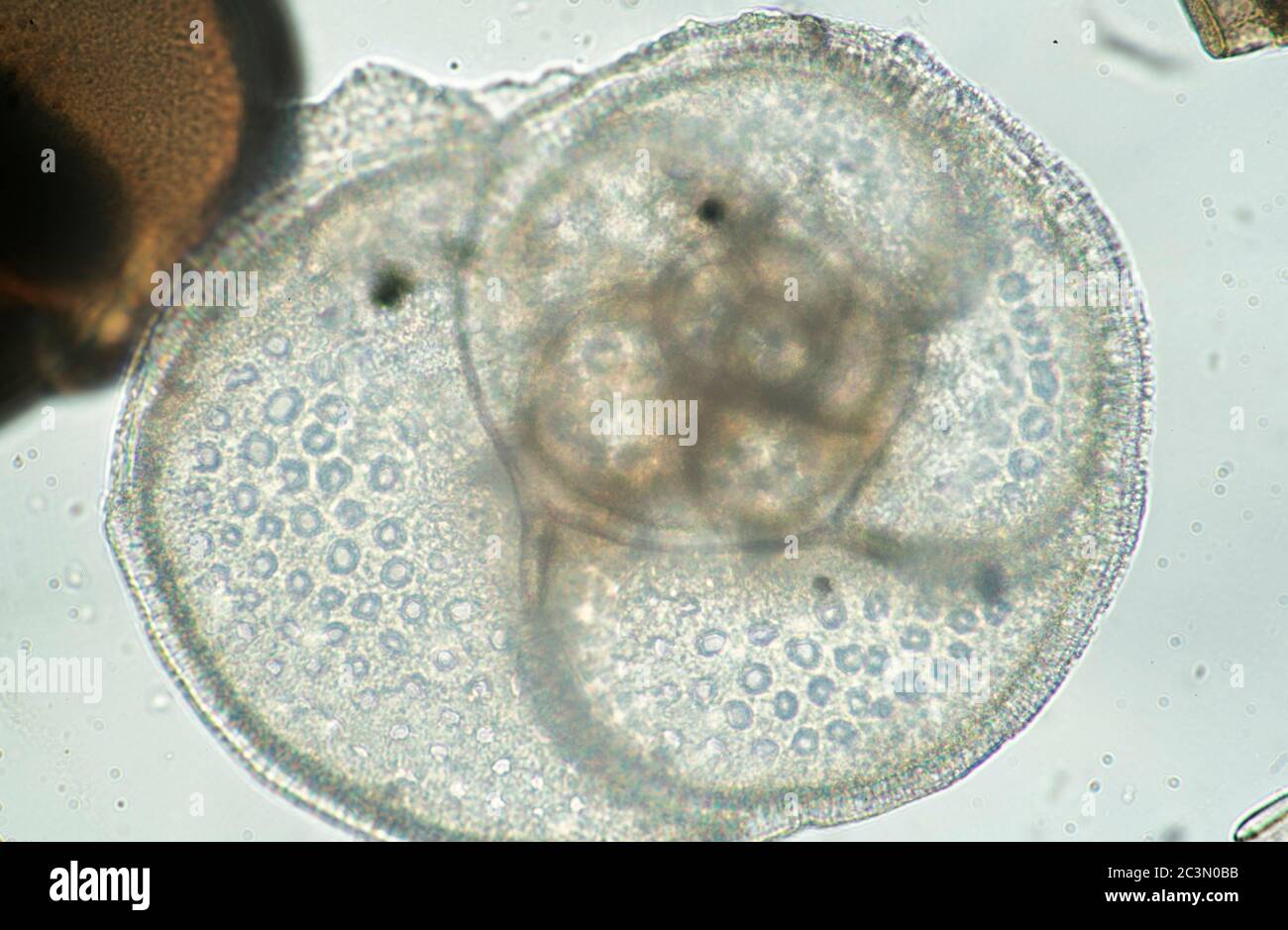 Foraminifera tests, amoeboid protists from Adriatic Sea, microscope view  Stock Photo - Alamy