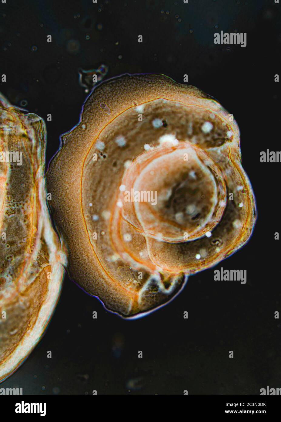 Foraminifera tests, amoeboid protists from Adriatic Sea, microscope view Stock Photo