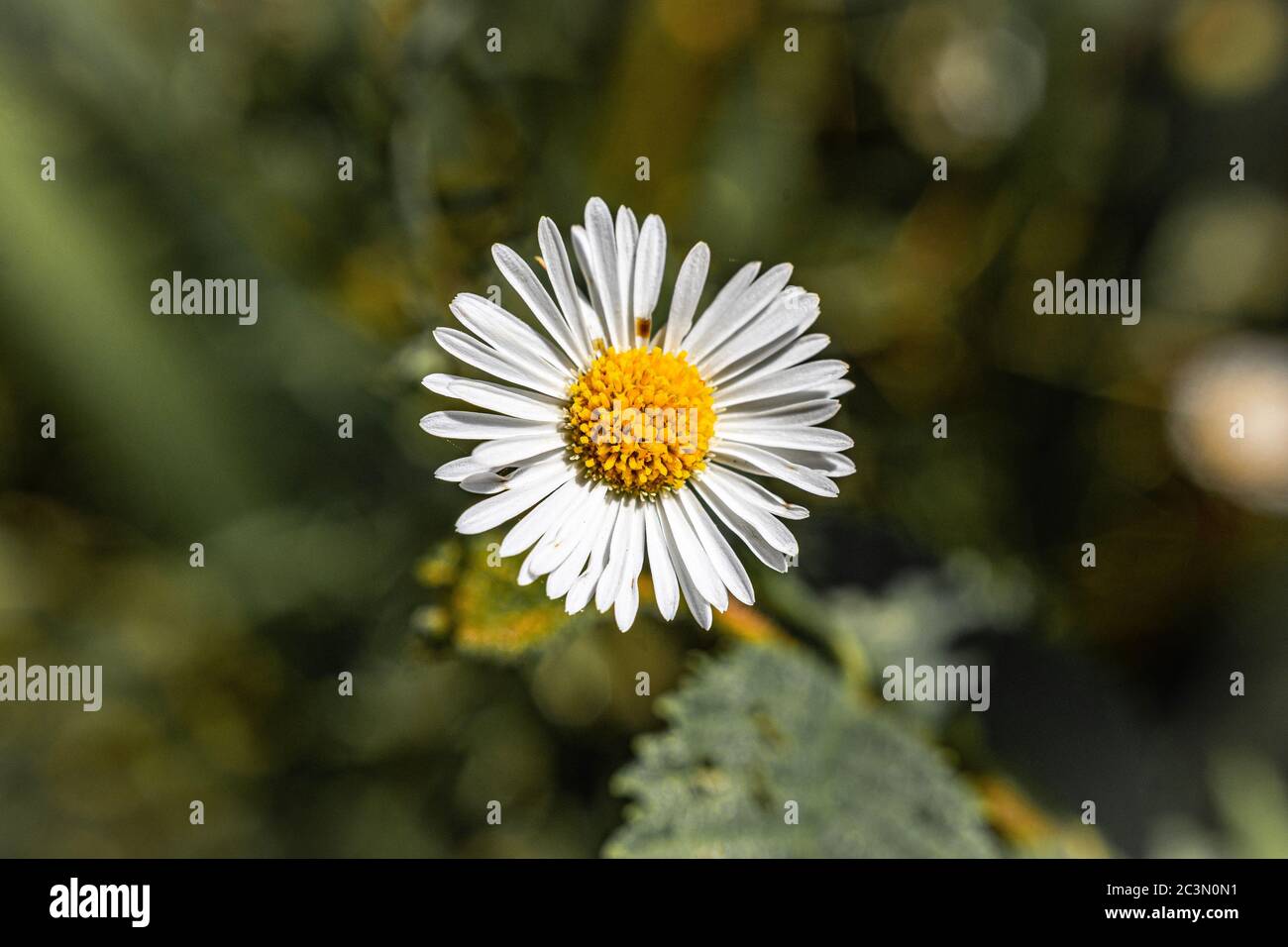 Daisy, Flower Stock Photo