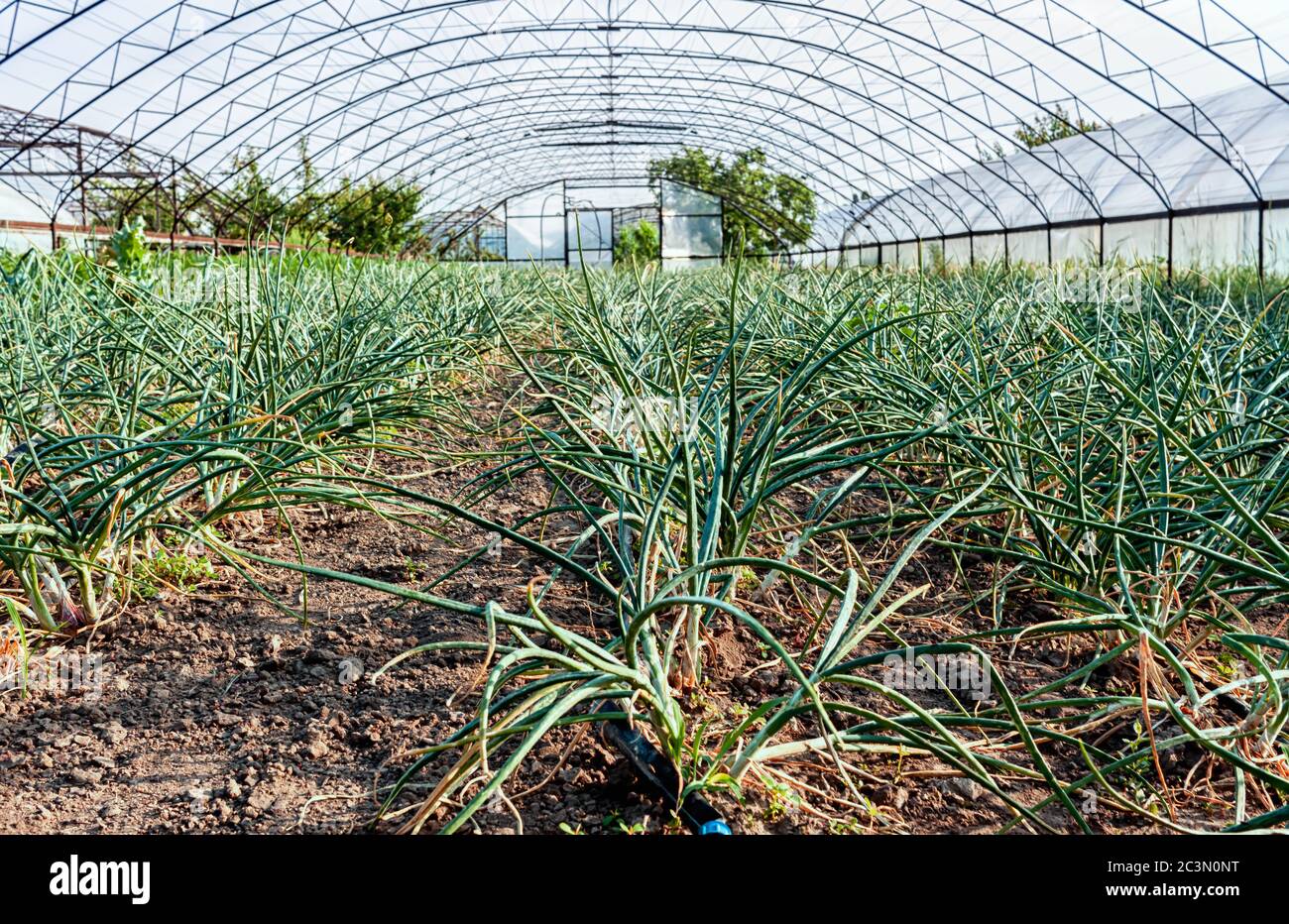 Green onion grows in a greenhouse in the garden at the cottage Stock ...