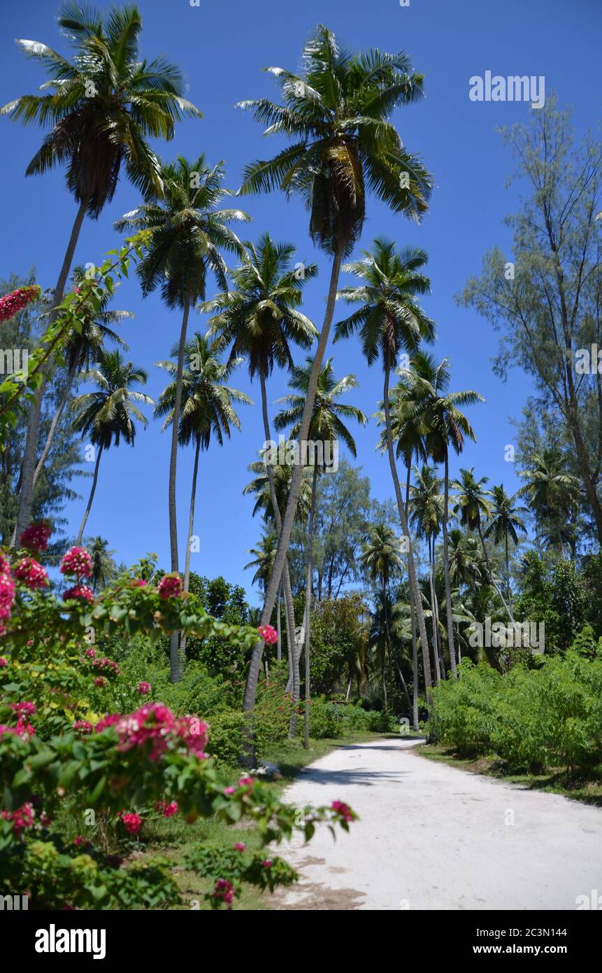 Palm alley way hi-res stock photography and images - Alamy