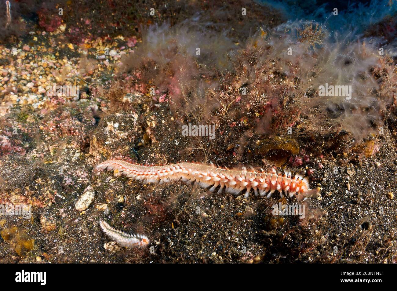 Bearded fireworm (Hermodice carunculata) on volcanic sand in Mar de las Calmas Marine Reserve (El Hierro, Canary Islands, Atlantic Sea, Spain) Stock Photo