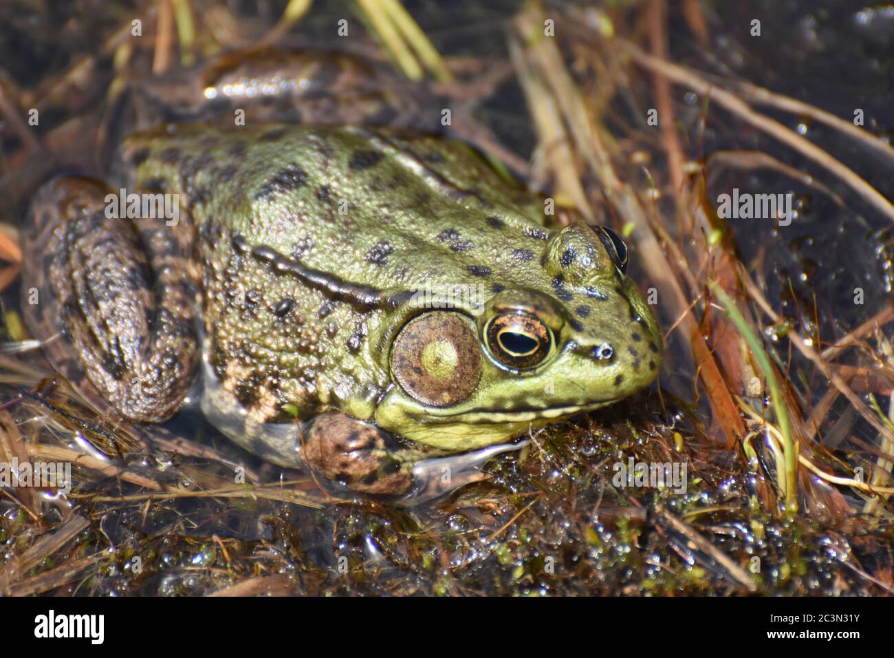 Swamp with a great close up of a toad Stock Photo - Alamy