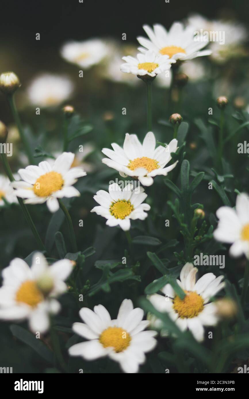 Vertical closeup beautiful white hi-res stock photography and images ...