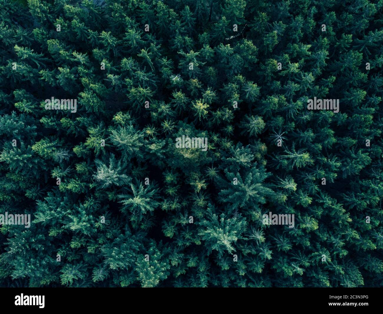 Aerial Overhead View of Tree tops in super rich dark green color shot in Germany Stock Photo