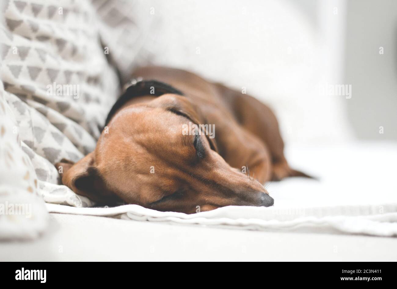 Why Do Dachshunds Sleep Under Covers