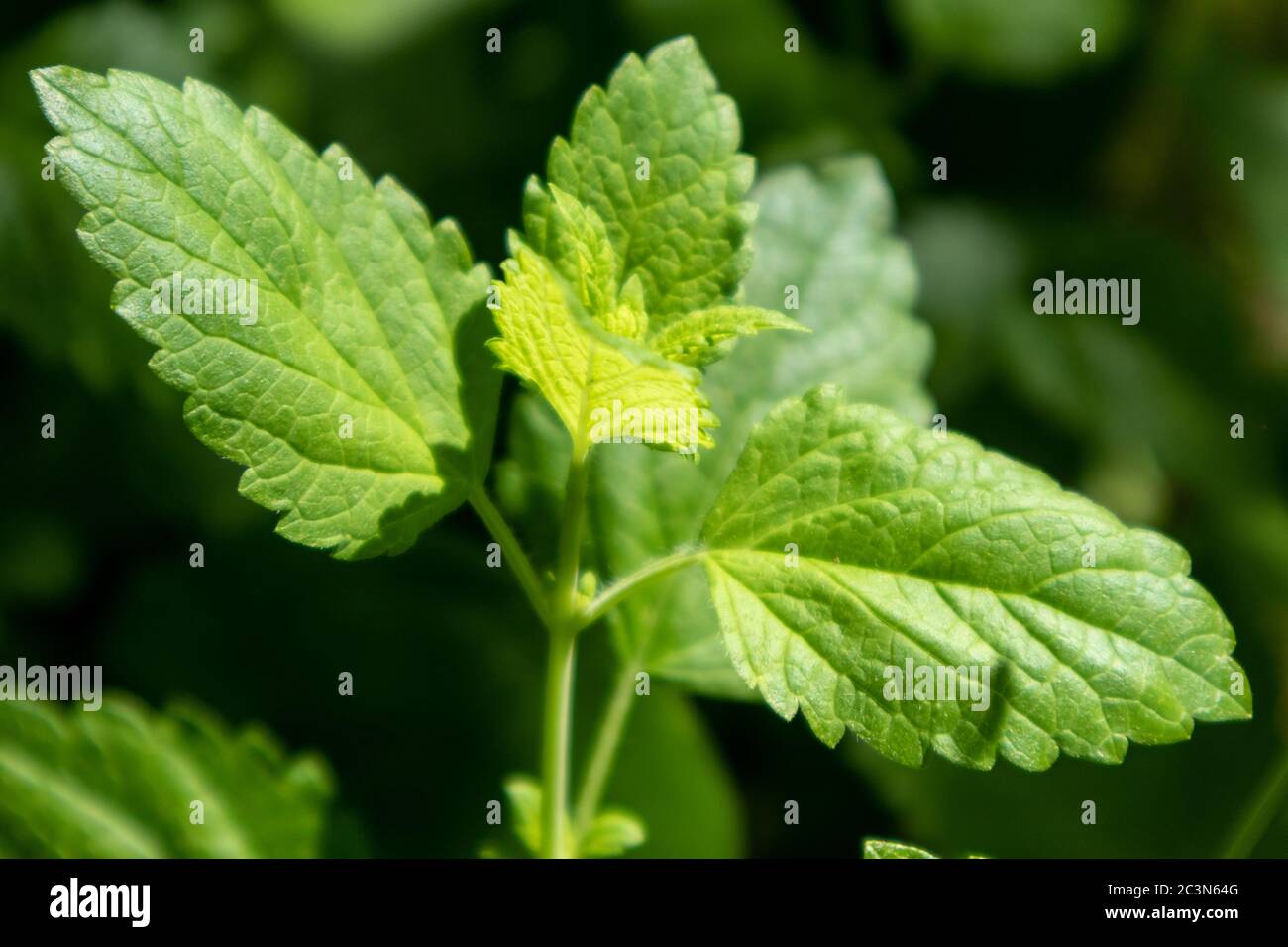 Bright green fresh mint herb growing in garden close-up. Greenery food aromatic spearmint on blurred background Stock Photo