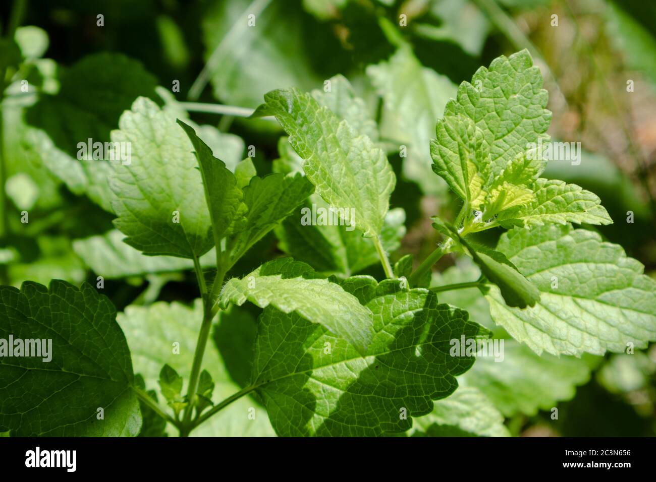 Bright green fresh mint herb growing in garden close-up. Greenery food aromatic spearmint on blurred background Stock Photo