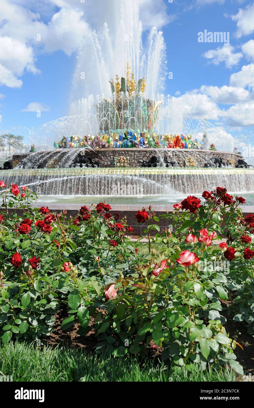 Stone Flower Fountain and Red Roses at VDNKh park, Moscow Stock Photo
