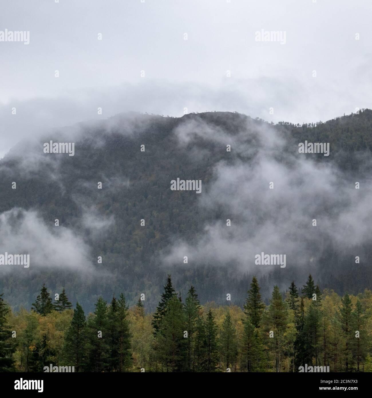 Clouds on forest in Norway mountains. Autumn travel wild nature. Foggy scandinavia cloudy trees Stock Photo