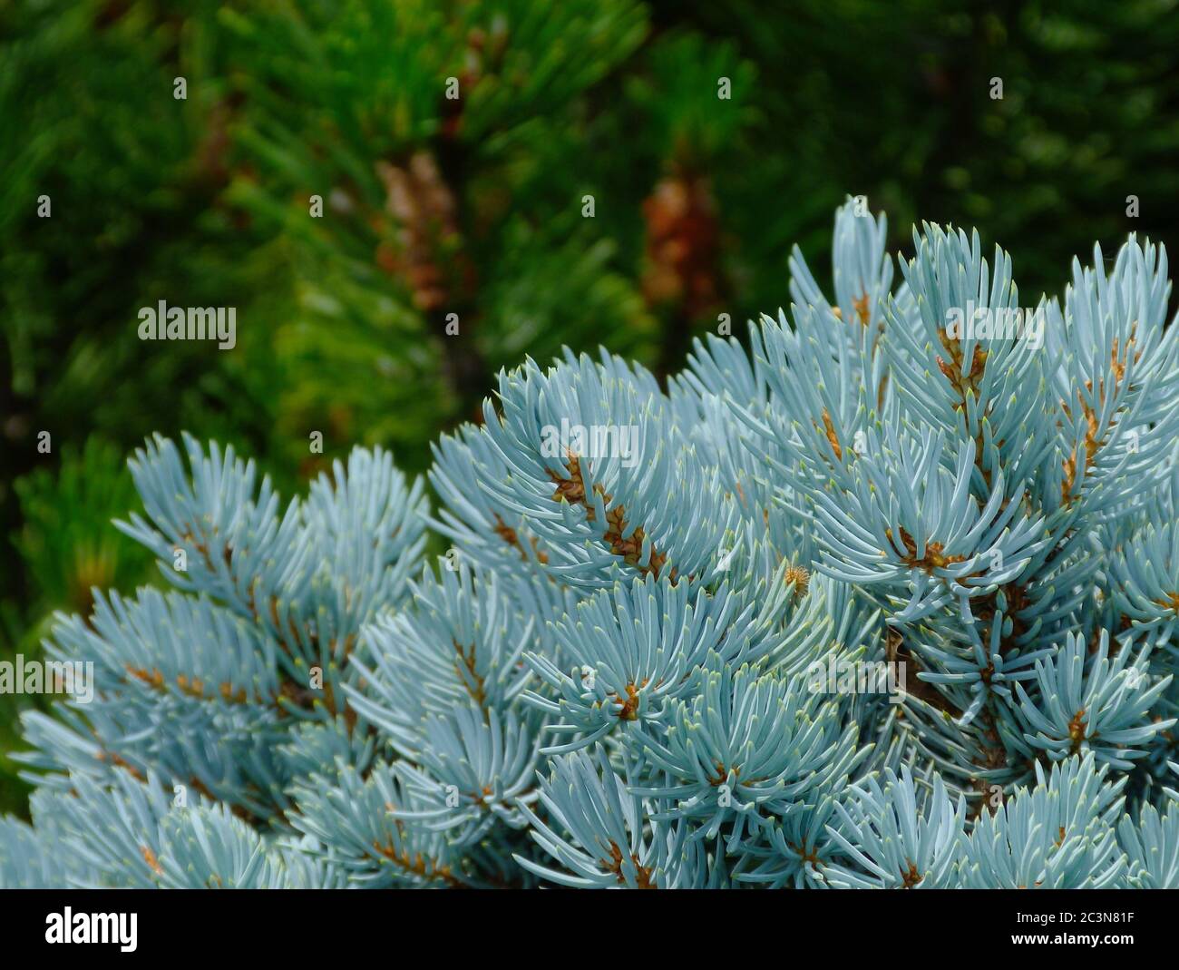 Silver green color blue spruce tree detail. lush emerald green pine and arborvitae evergreen in the background. dense foliage. soft green garden scene Stock Photo