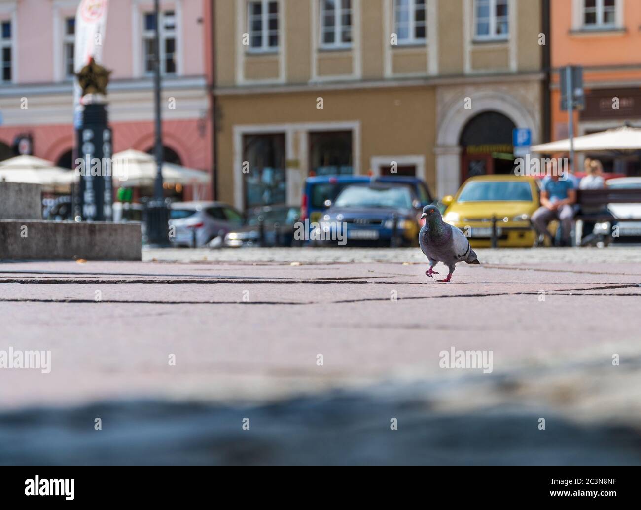 Wroclaw, Poland - August 16, 2019: A feral pigeon walking across the Plac Solny in the old town district. People sitting in the blurred background. Stock Photo