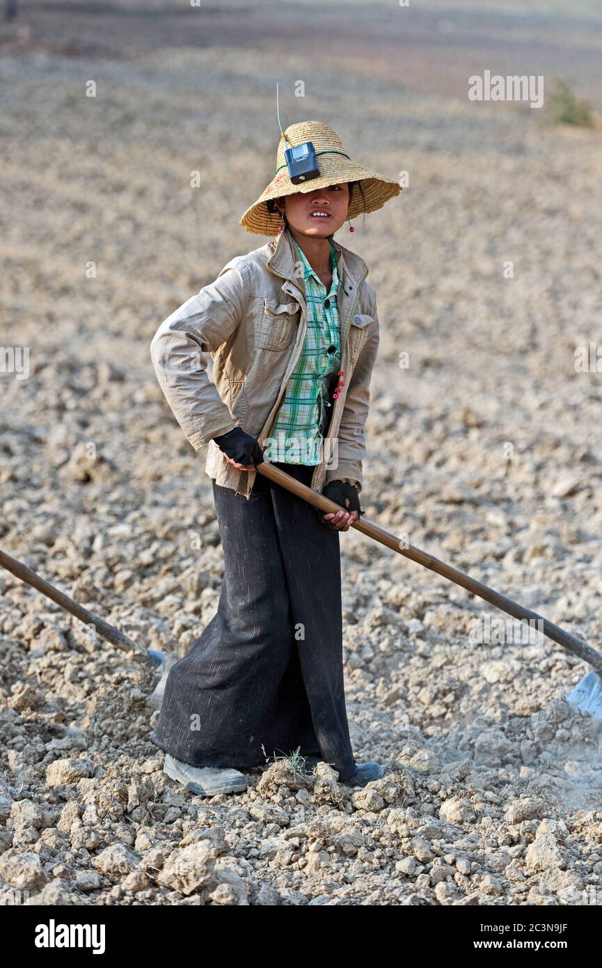 Woman harvesting in a taro root (colocasia esculenta) field, Shan State, Myanmar Burma Stock Photo