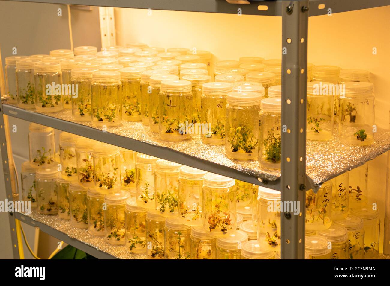Growing blueberry plants in sterile conditions by in vitro technology