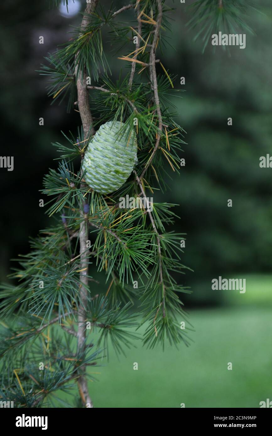 Green pine cone in summer on Altas cedar evegreen conifer - pine tree & maturing pinecone - Pinophyta - green strobilus pinecones - Cedrus atlantica Stock Photo