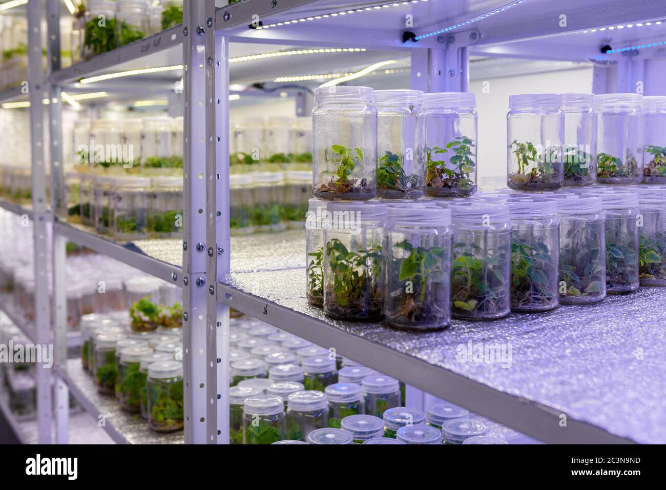 Growing paulownia plants under sterile conditions. Micropropagation of