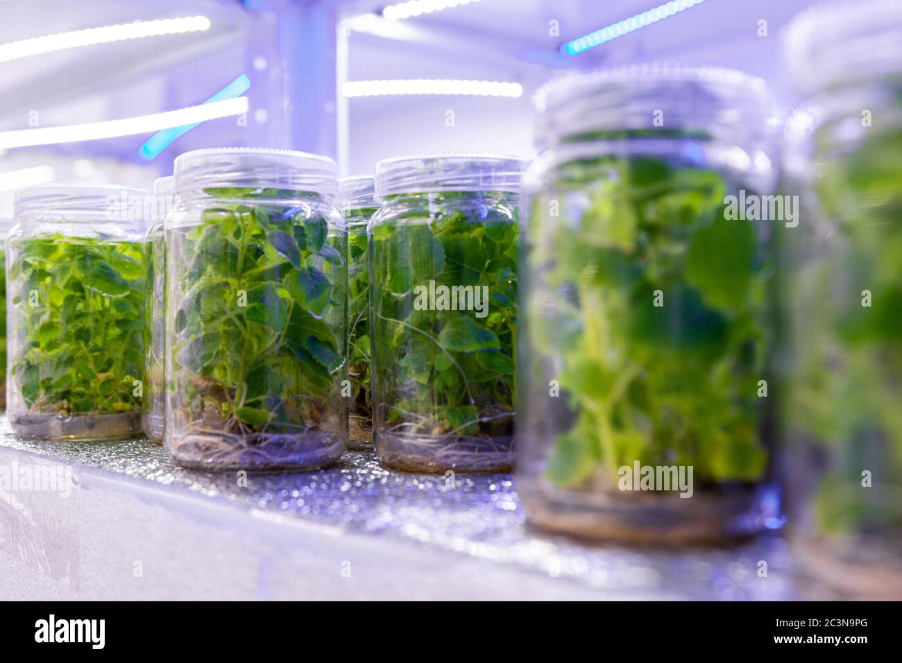 Growing paulownia plants under sterile conditions. Micropropagation of