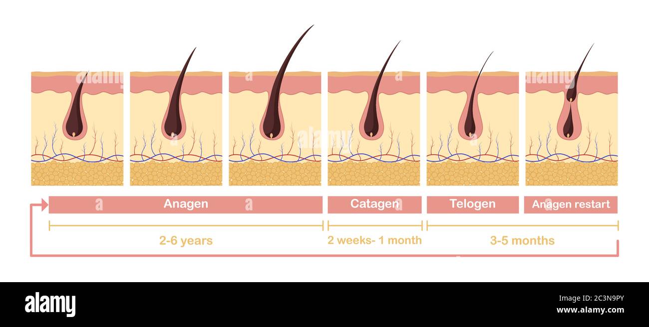Hair Growth Cycle Illustration Anatomical Diagram Of Development Hair