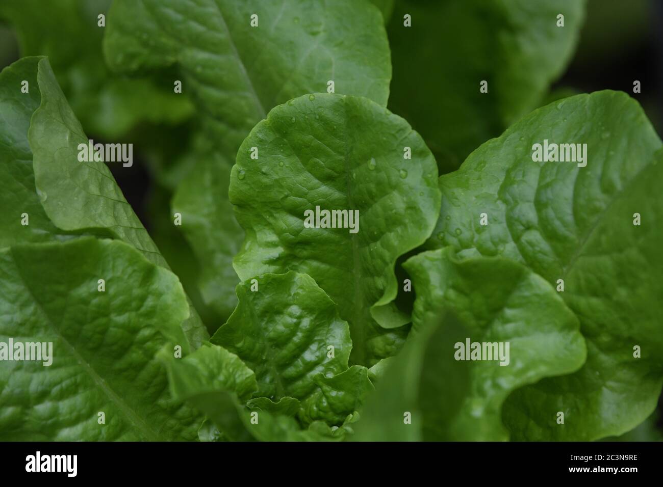 butterleaf lettuce in vegetable garden - vegetarian health food - vegan ...