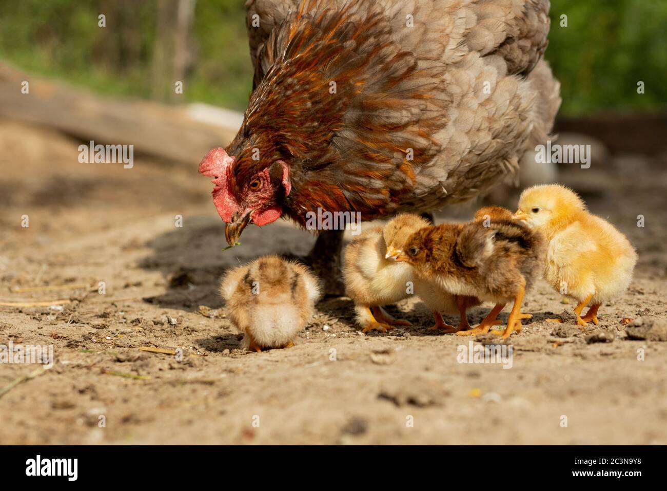 Closeup of a mother chicken with its baby chicks on the farm. Hen with baby  chickens Stock Photo - Alamy