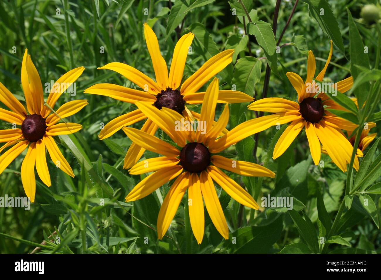 Coneflower in bloom Stock Photo Alamy