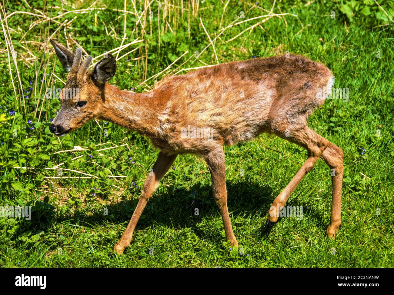 Selective focus  of the European Roe deer walking on the grass Stock Photo