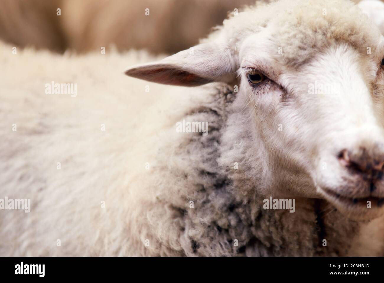 sheep muzzle