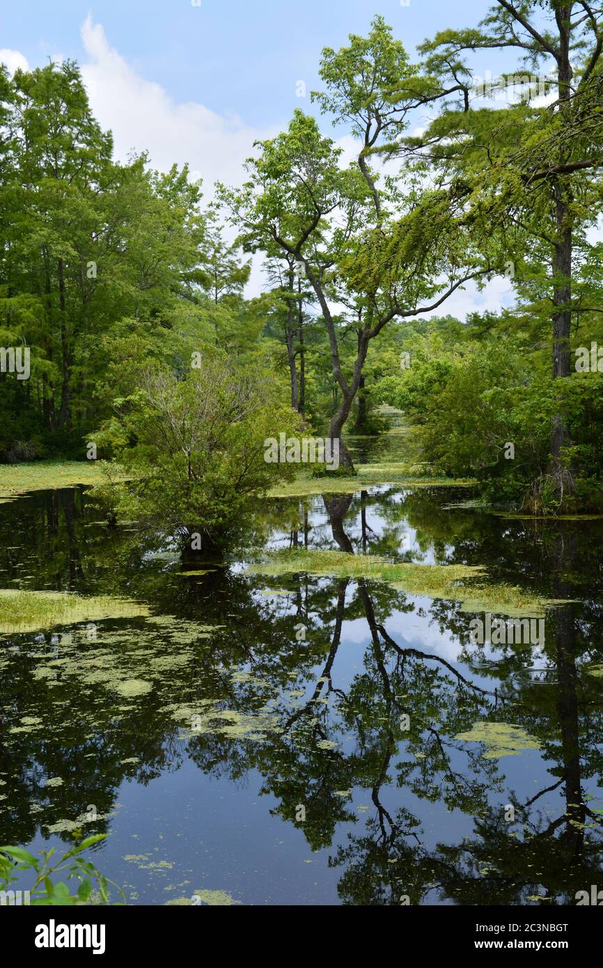 Calm waters of Merchants Millpond State Park in North Carolina. Stock Photo