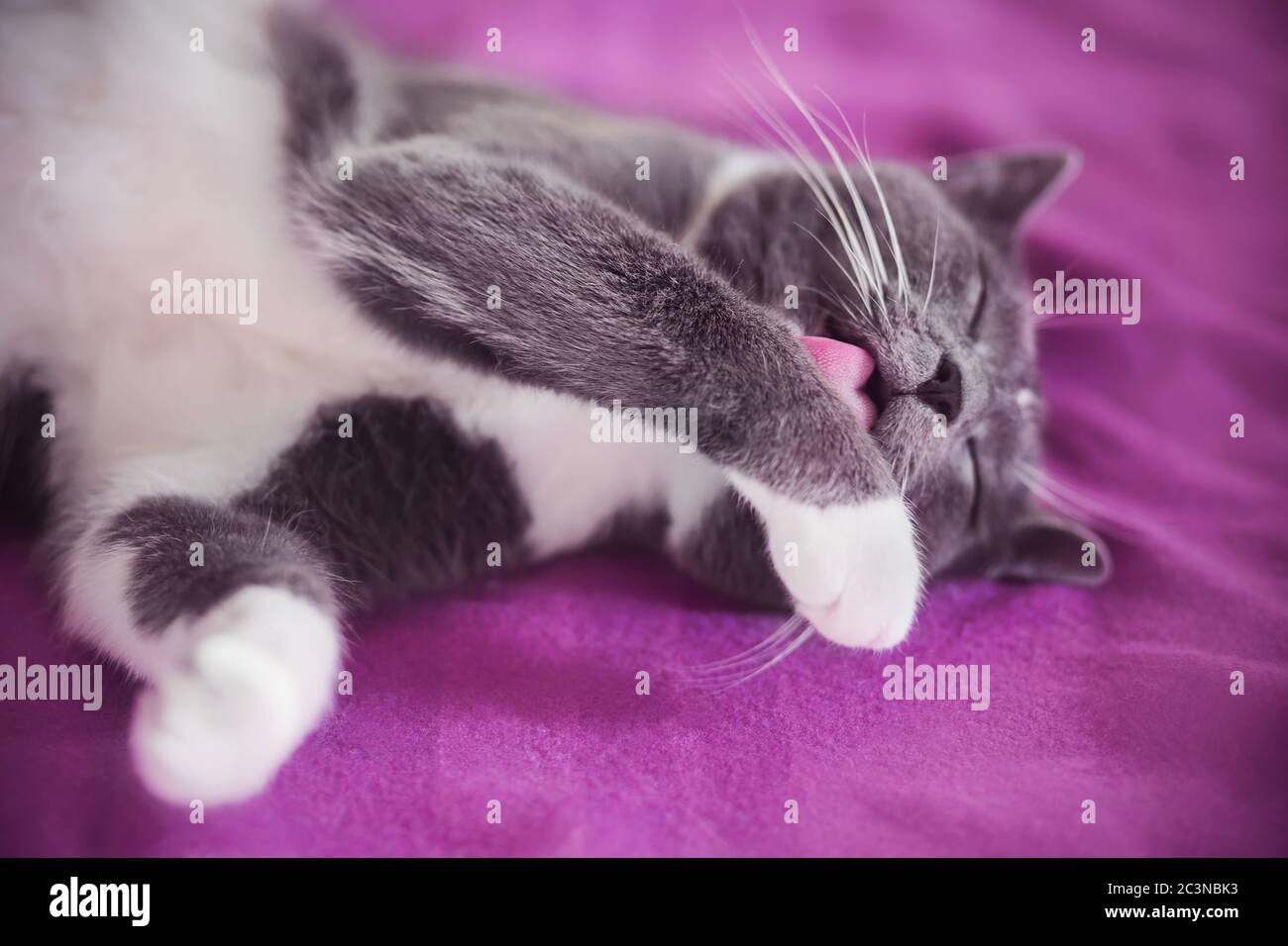 A cute domestic gray cat lazily lies on a pink wool blanket and licks