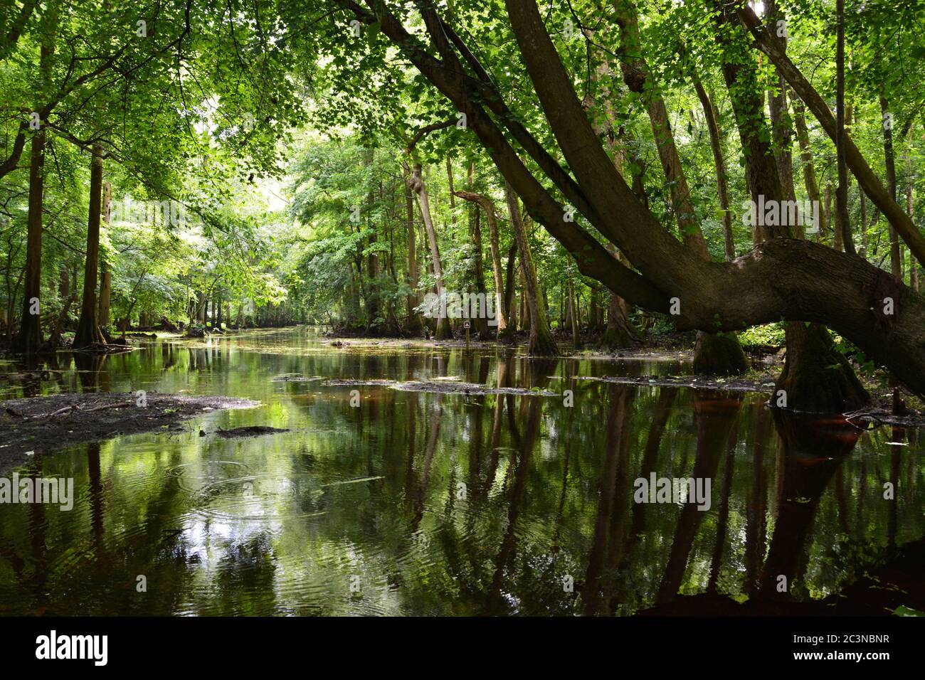 The murky waters at Merchants Millpond State Park are shaded by a heavy canopy of trees. Stock Photo