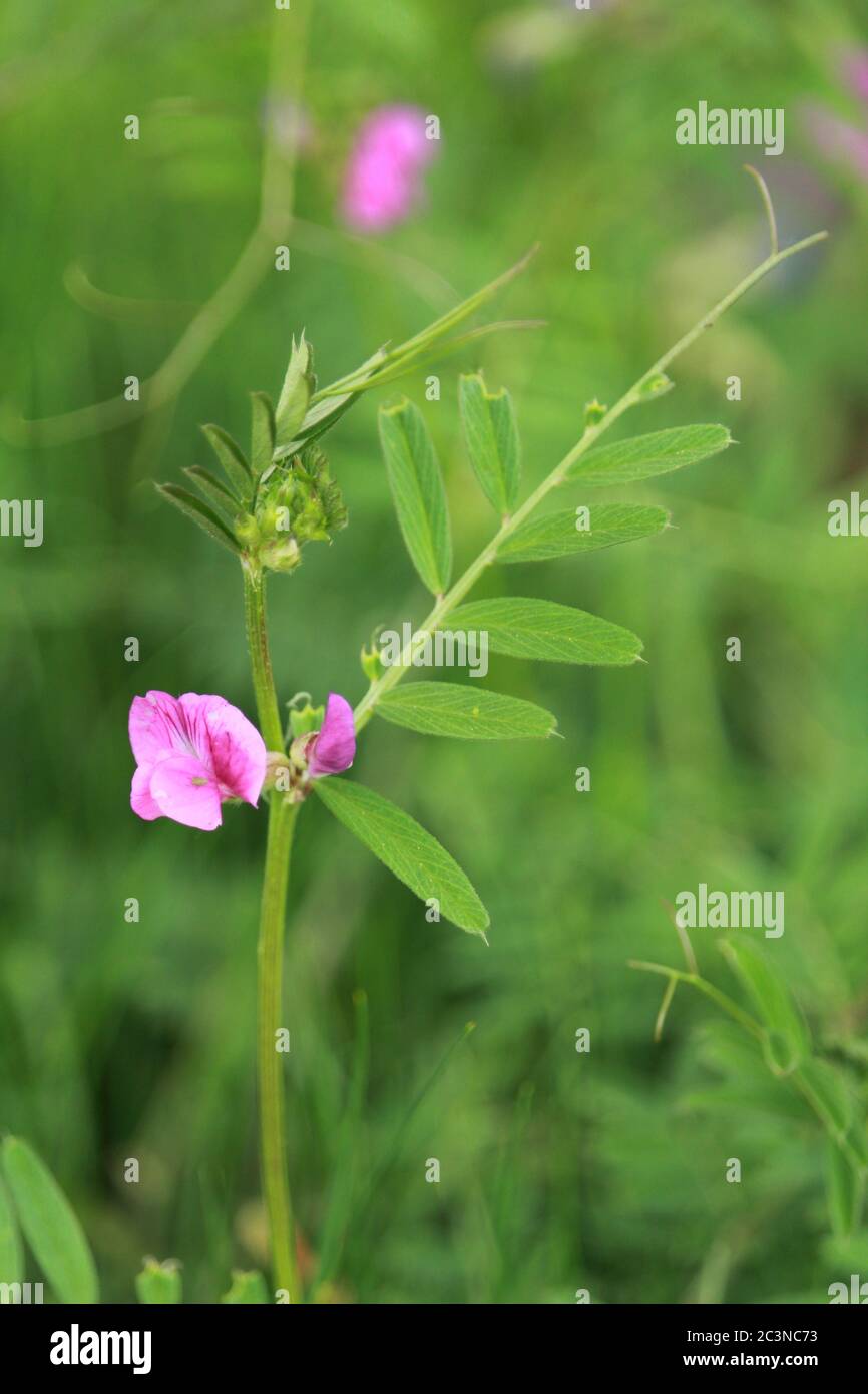 Closeup shot of marsh pea with blurred background Stock Photo