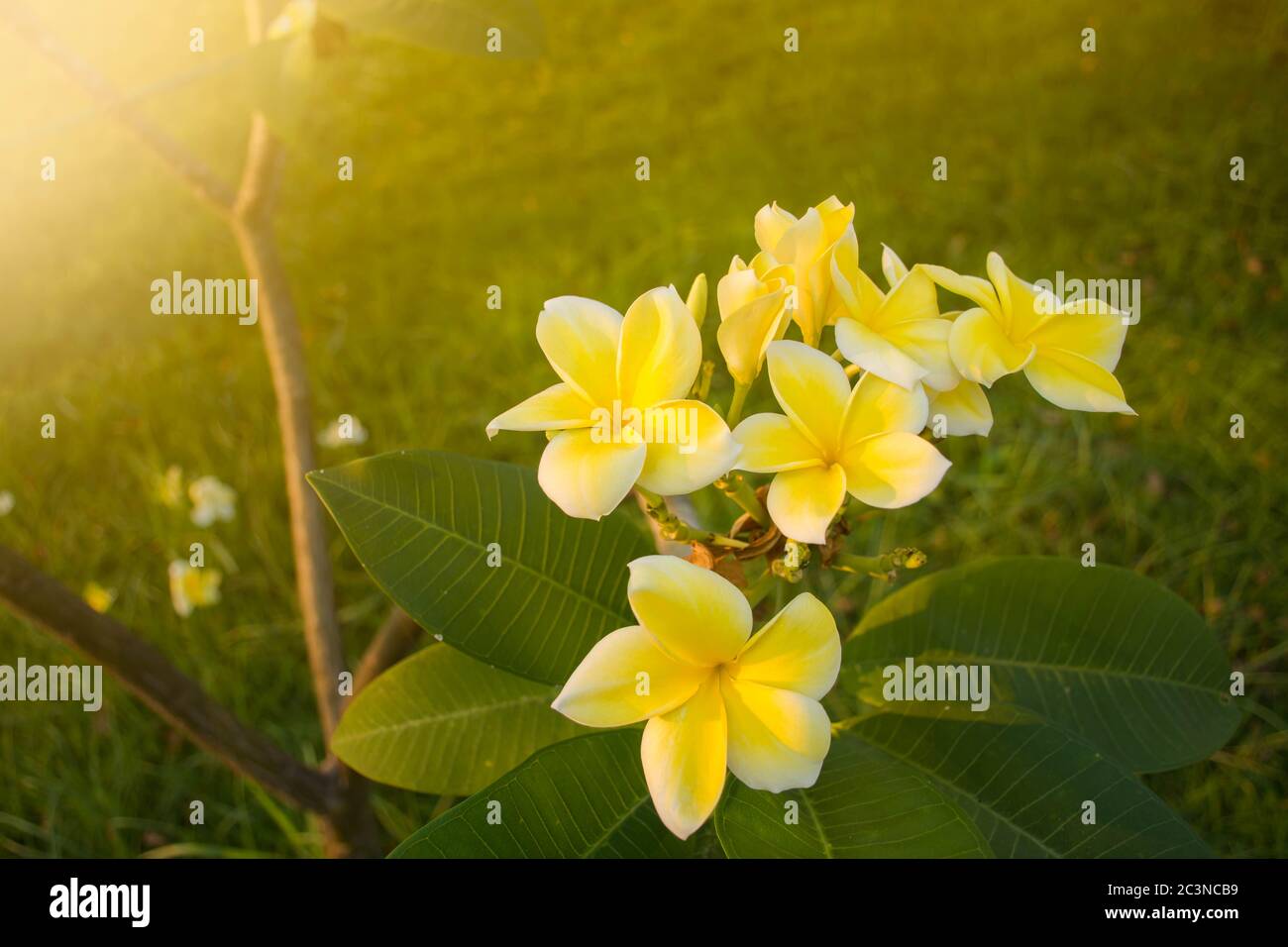 Five petal yellow flower hires stock photography and images Alamy