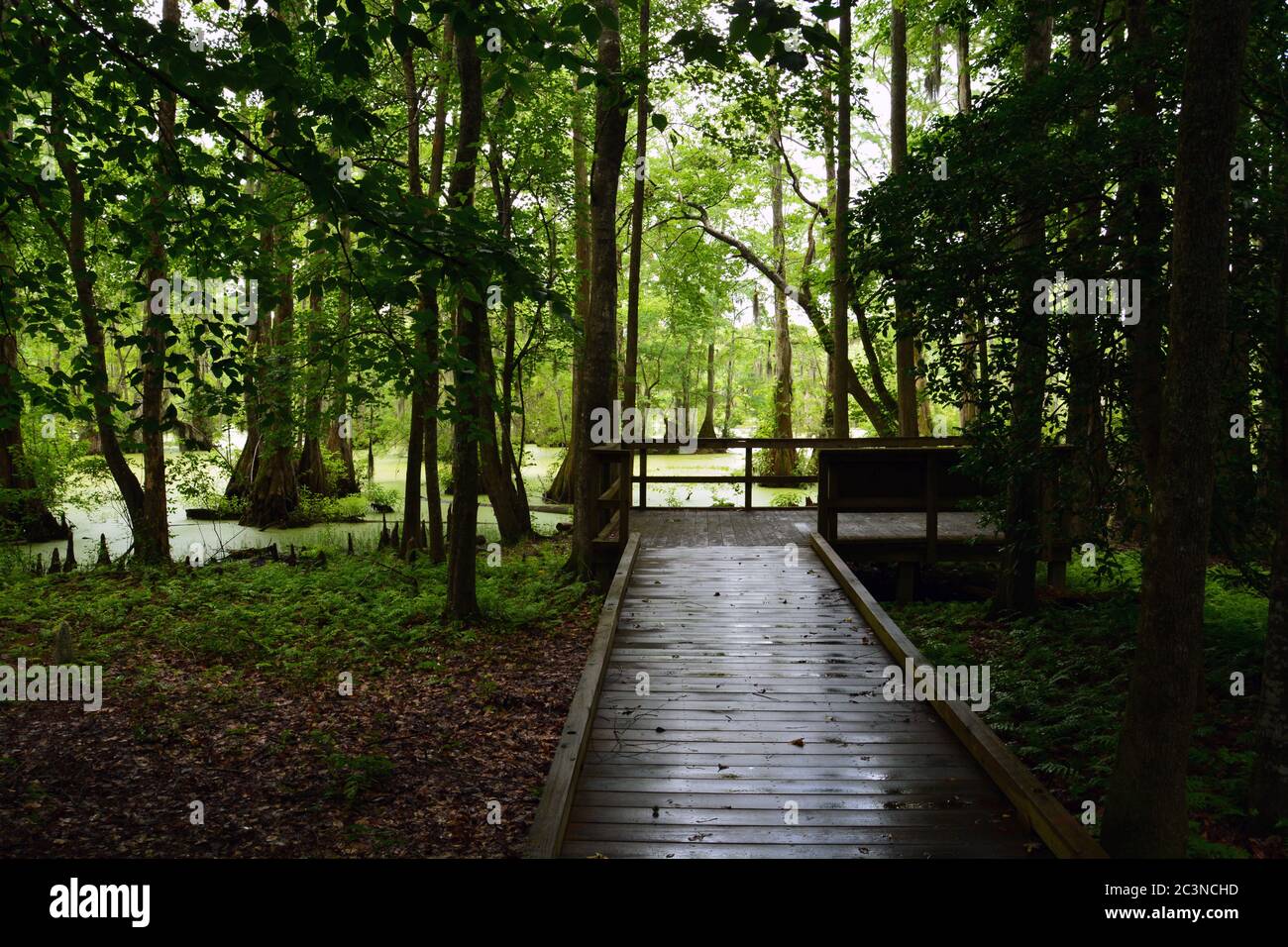 Boardwalk leading to an overlook in the Merchants Millpond State Park in North Carolina. Stock Photo