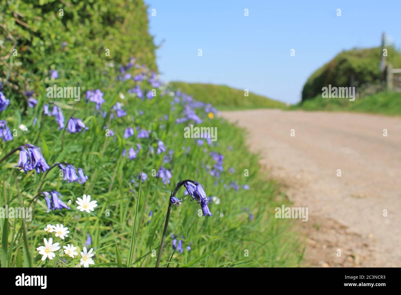 Bluebells (Hyacinthoides non-scripta) flowering under a hedge on a road verge on a sunny day Stock Photo