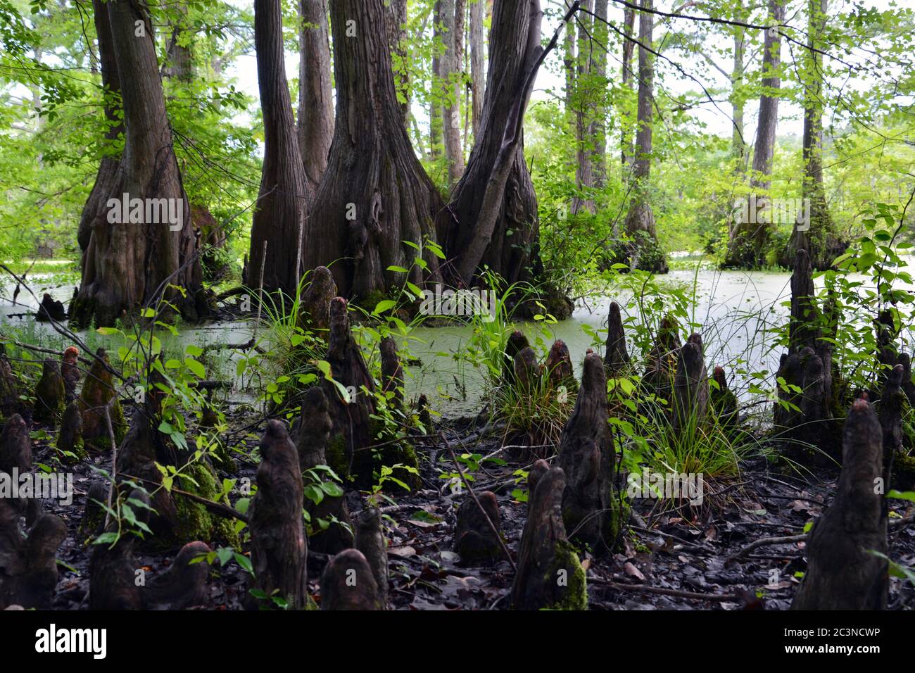 Stubby roots known as 'Cypress Knees' poke up out of the ground from the surrounding trees in the Merchants Millpond State Park in North Carolina. Stock Photo