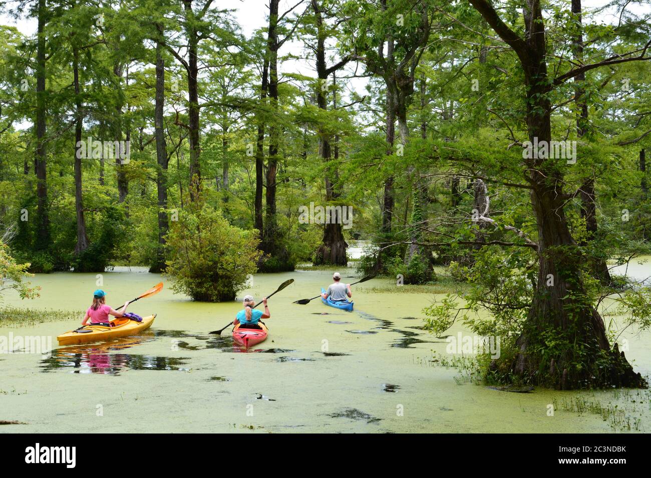 Kayakers paddle the water trails in Merchants Millpond State Park in the north-eastern corner of North Carolina. Stock Photo
