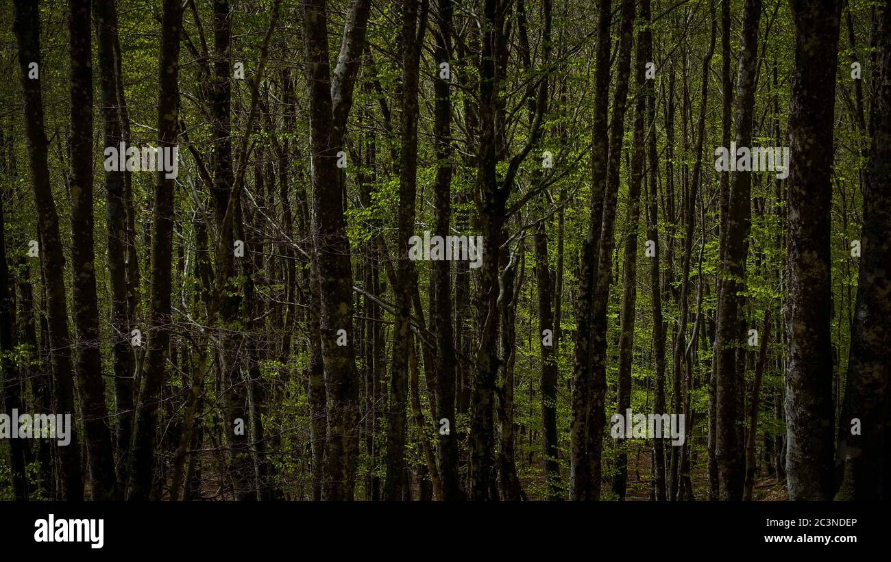 Summer green beautiful forest hi-res stock photography and images - Alamy