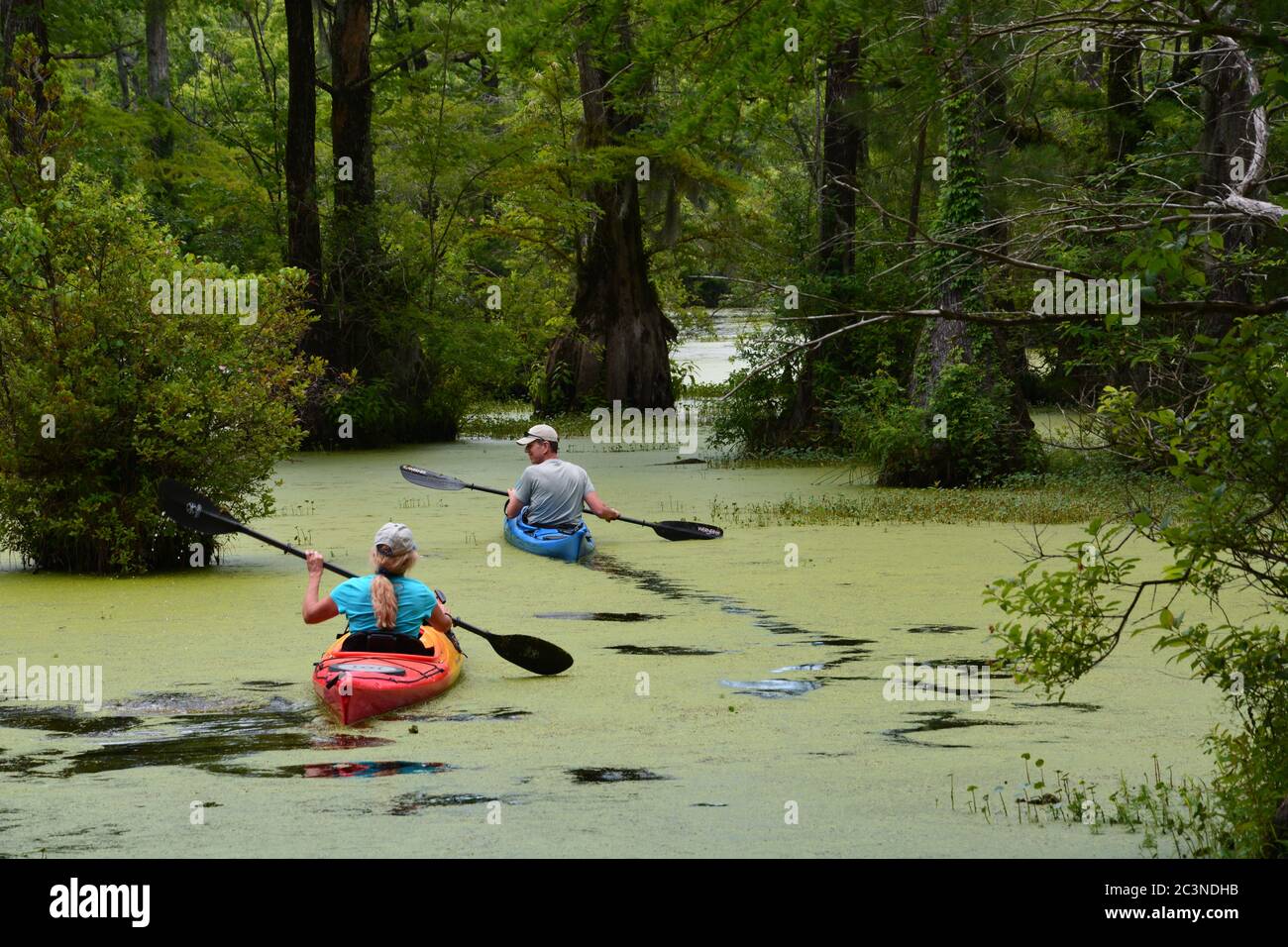 Kayakers paddle the water trails in Merchants Millpond State Park in the north-eastern corner of North Carolina. Stock Photo