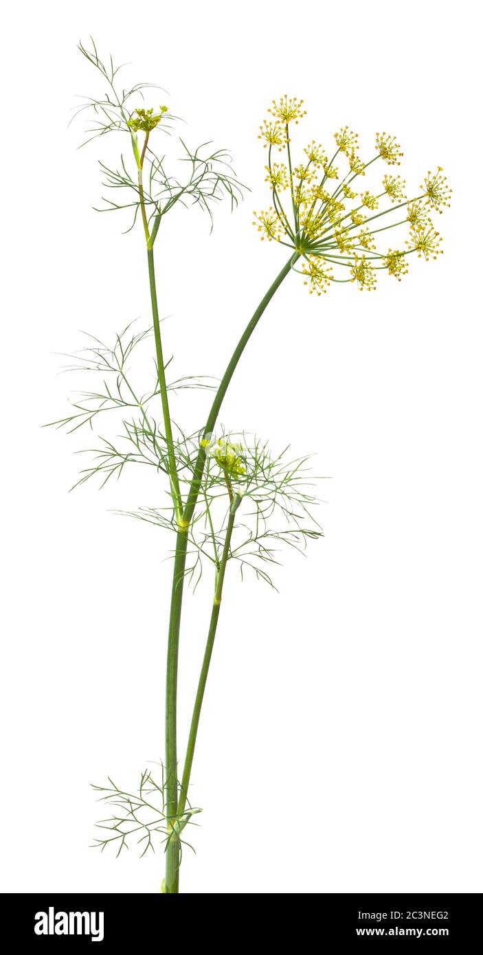 dill on the white background Stock Photo