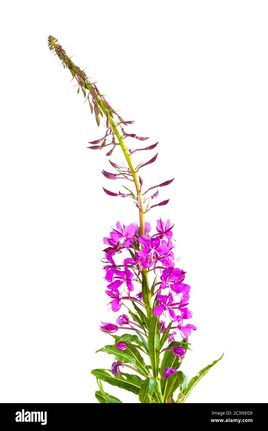 flowers of willow-herb (Ivan-tea) on a white background Stock Photo
