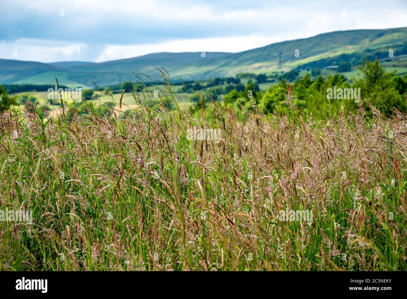 A low-angle, colourful shot of long grass in a field with the Campsie Fells in the background. Stock Photo
