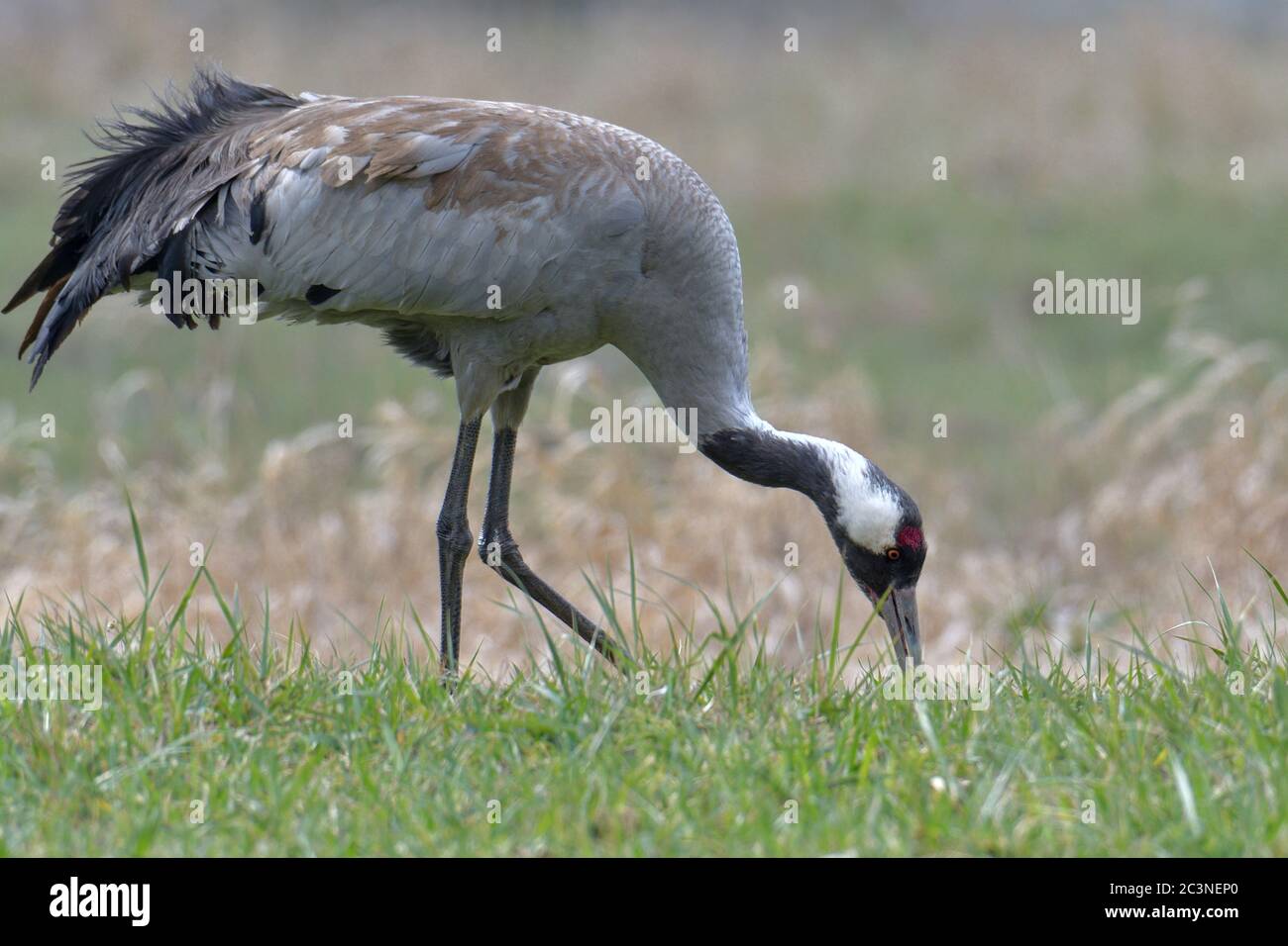 Common crane, big grey bird Stock Photo Alamy