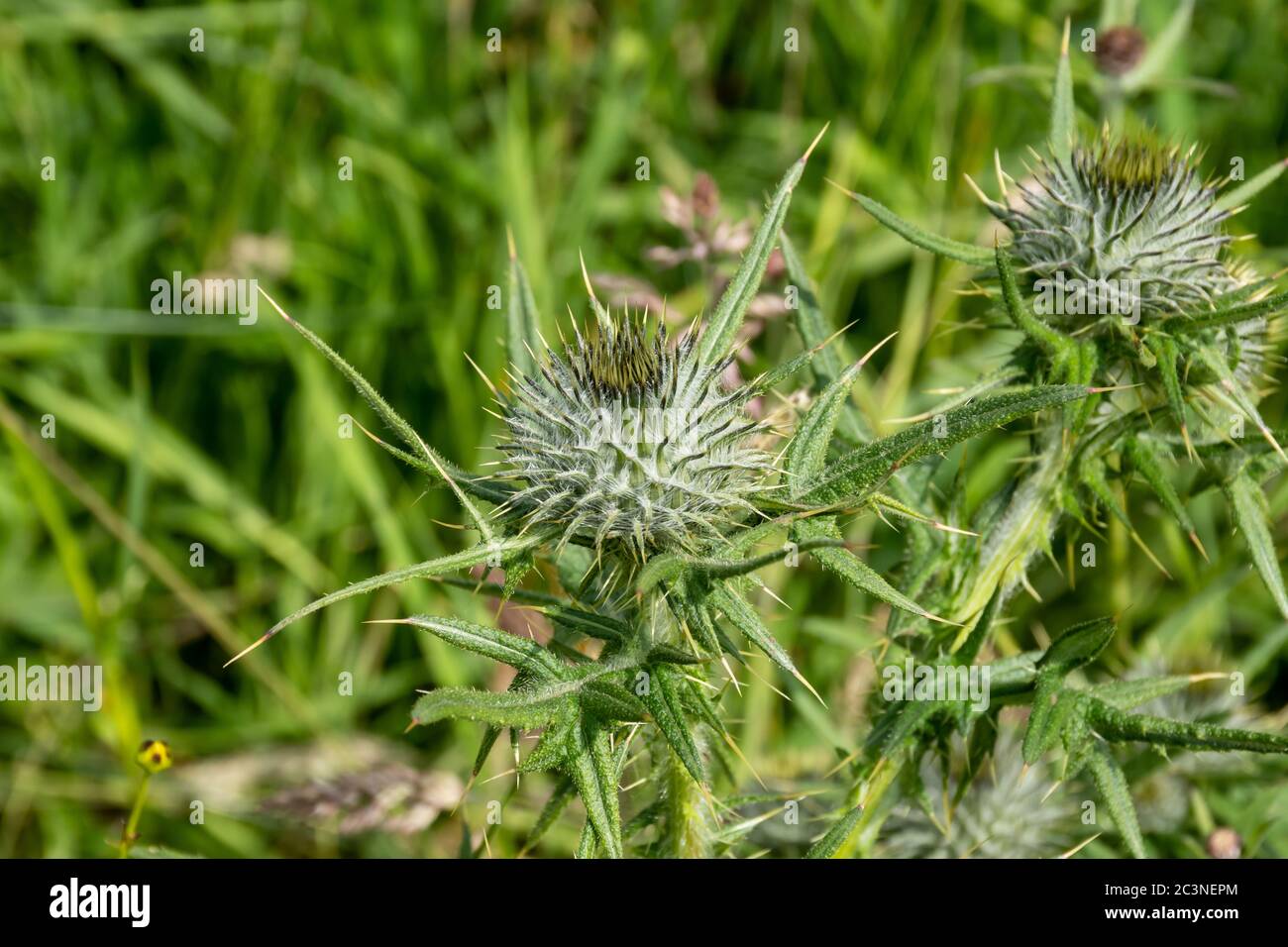 Jaggy thistle hires stock photography and images Alamy