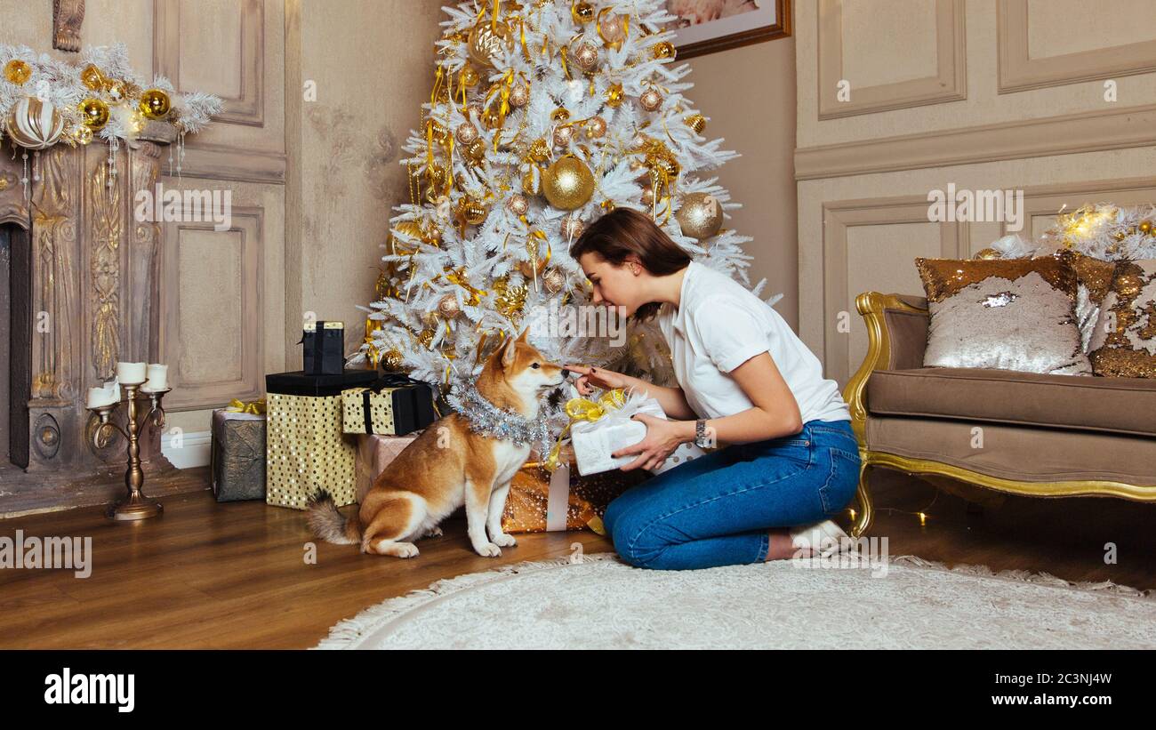 Dog Shiba Inu with shiny decor is waiting for a gift, sitting on the floor in front of young brunette woman, which touches the nose of the dog, Christ Stock Photo