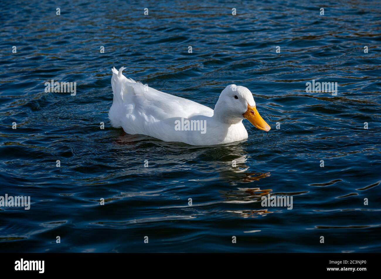 White pekin duck swimming Stock Photo