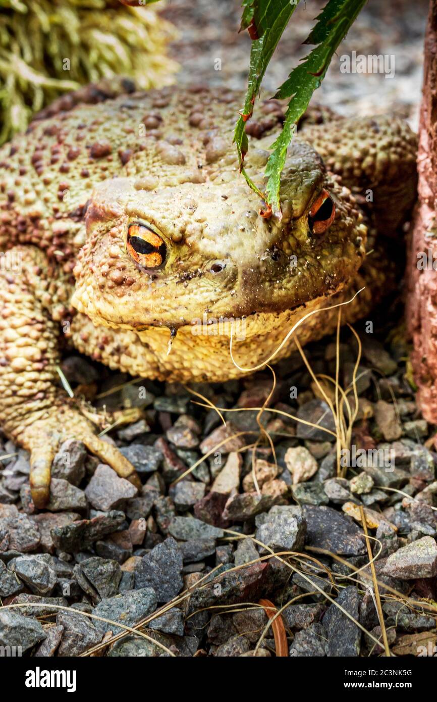 Twilight-active earth toad sneaks outside its hiding place in foraging in the twilight Stock Photo