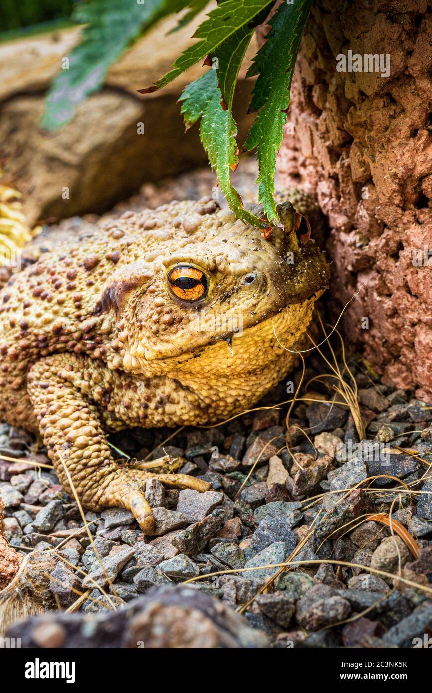 Twilight-active earth toad sneaks outside its hiding place in foraging in the twilight Stock Photo