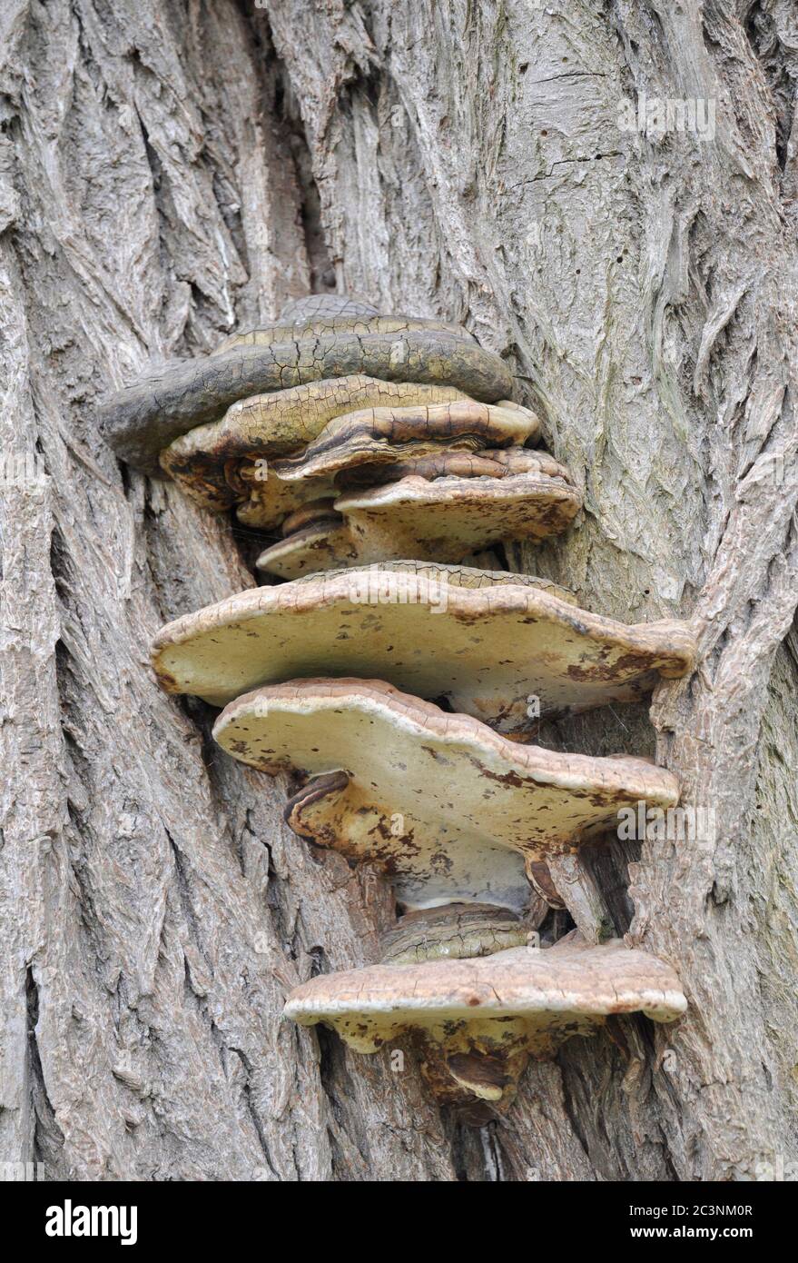 bracket fungus growing on tree bark Stock Photo Alamy
