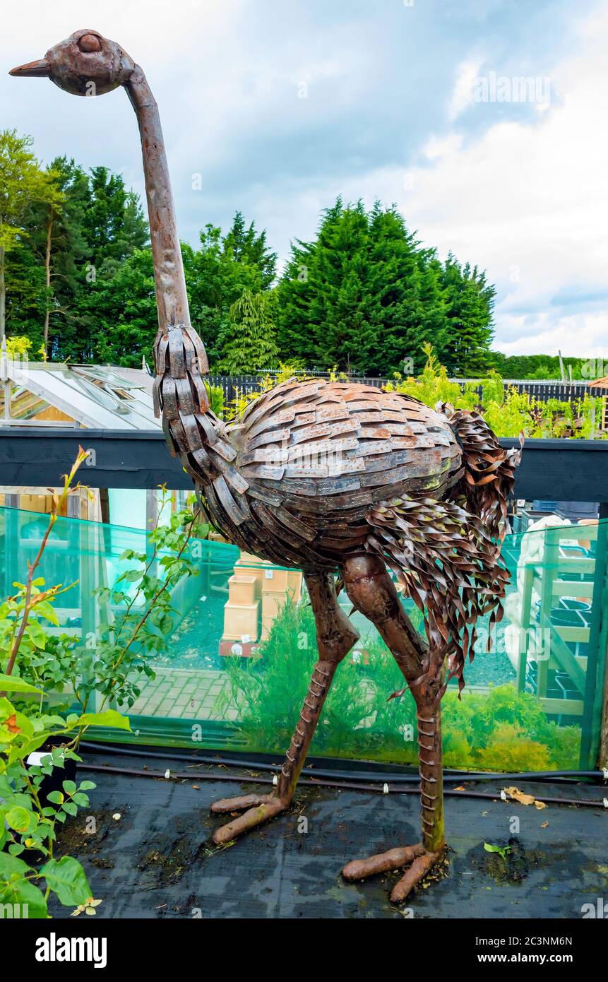 A large, approximately life sized sculpture of an Ostrich made from steel in a Yorkshire Garden Centre Stock Photo